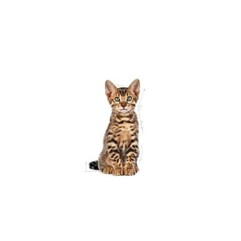Royal Canin Kitten Sterilised karma sucha dla kociąt od 4 do 12 miesiąca życia, sterylizowanych 2kg Royal Canin Kitten Sterilised karma sucha dla kociąt od 4 do 12 miesiąca życia, sterylizowanych 2kg