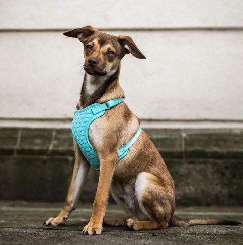 Dingo Szelki bezuciskowe z dwupaskową regulacją L miętowe Dingo Szelki bezuciskowe z dwupaskową regulacją L miętowe