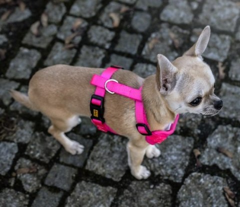 Dingo Szelki bezuciskowe z dwupaskową regulacją M różowe Dingo Szelki bezuciskowe z dwupaskową regulacją M różowe