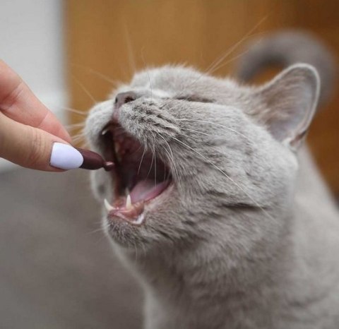 UrinoVet Cat Dilution 45 kapsułek UrinoVet Cat Dilution 45 kapsułek