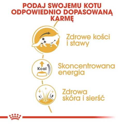Royal Canin Maine Coon karma mokra w sosie dla kotów dorosłych rasy maine coon saszetka 85g Royal Canin Maine Coon karma mokra w sosie dla kotów dorosłych rasy maine coon saszetka 85g
