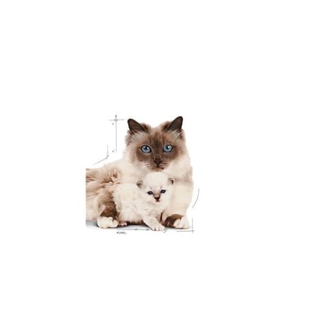 Royal Canin Mother & Babycat Mousse karma mokra - mus dla kociąt i kotek karmiących puszka 195g Royal Canin Mother & Babycat Mousse karma mokra - mus dla kociąt i kotek karmiących puszka 195g