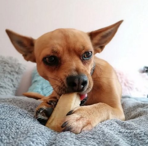 4DOGS Gryzak z sera himalajskiego Churpi Original XXL 4DOGS Gryzak z sera himalajskiego Churpi Original XXL
