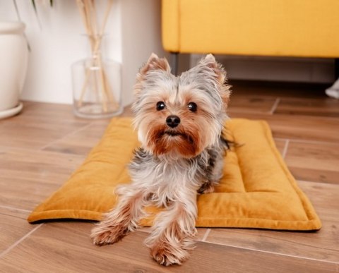 MIMIKO Pets Mata Velvet 70x50cm musztarda MIMIKO Pets Mata Velvet 70x50cm musztarda