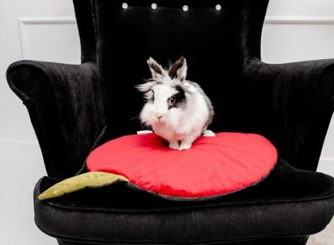 MIMIKO Pets Mata Velvet Form Jabłko MIMIKO Pets Mata Velvet Form Jabłko