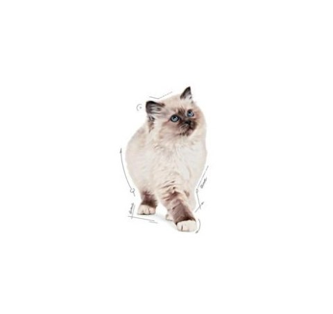 Royal Canin Kitten pasztet (loaf) karma mokra dla kociąt do 12 miesiąca życia saszetka 85g Royal Canin Kitten pasztet (loaf) karma mokra dla kociąt do 12 miesiąca życia saszetka 85g