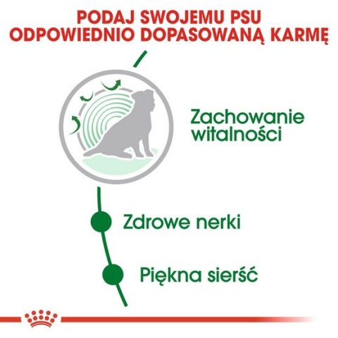 Royal Canin Mini Ageing 12+ karma sucha dla psów dojrzałych po 12 roku życia, ras małych 3,5kg Royal Canin Mini Ageing 12+ karma sucha dla psów dojrzałych po 12 roku życia, ras małych 3,5kg