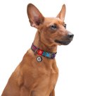 Collar WauDog Nylon Obroża nylonowa z QR-paszportem, plastikowy fastex, wzór LATO, 15mm/25-35cm
