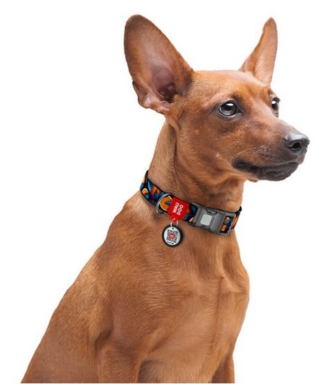 Collar WauDog Nylon Obroża nylonowa z QR-paszportem, plastikowy fastex, wzór POMARAŃCZE, 20mm/28-40cm Collar WauDog Nylon Obroża nylonowa z QR-paszportem, plastikowy fastex, wzór POMARAŃCZE, 20mm/28-40cm