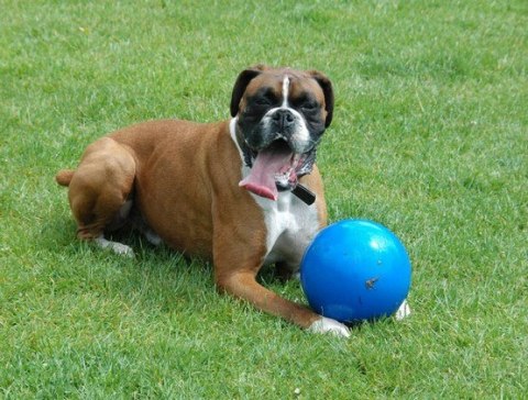 Boomer Ball XL - 10" / 25cm niebieska Boomer Ball XL - 10" / 25cm niebieska