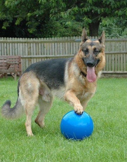 Boomer Ball L - 8" / 20cm niebieska Boomer Ball L - 8" / 20cm niebieska