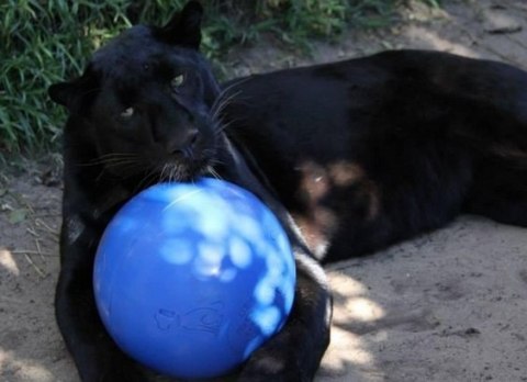 Boomer Ball L - 8" / 20cm niebieska Boomer Ball L - 8" / 20cm niebieska
