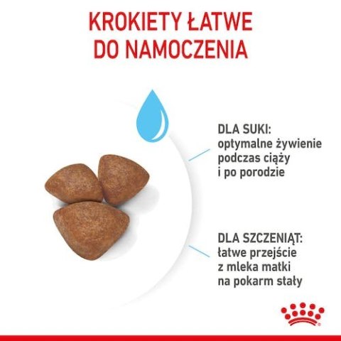 Royal Canin Mini Starter Mother&Babydog karma sucha dla szczeniąt do 2 miesiąca i suk karmiących ras małych 1kg Royal Canin Mini Starter Mother&Babydog karma sucha dla szczeniąt do 2 miesiąca i suk karmiących ras małych 1kg