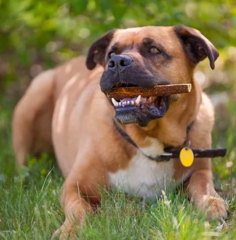 4DOGS Gryzak z poroża XXL easy 4DOGS Gryzak z poroża XXL easy