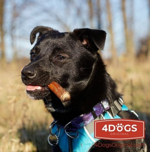 4DOGS Gryzak z penisa wołowego S 4DOGS Gryzak z penisa wołowego S