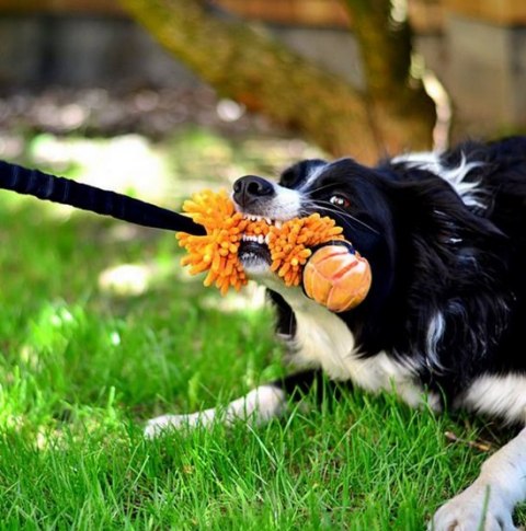 Dingo Zabawka dla psa - Szarpak Mop Bungee z piłką pomarańczowy Dingo Zabawka dla psa - Szarpak Mop Bungee z piłką pomarańczowy