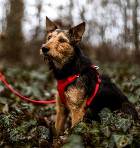 Dingo Szelki bezuciskowe z dwupaskową regulacją M czerwone Dingo Szelki bezuciskowe z dwupaskową regulacją M czerwone